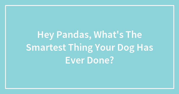 Hey Pandas, What’s The Smartest Thing Your Dog Has Ever Done?