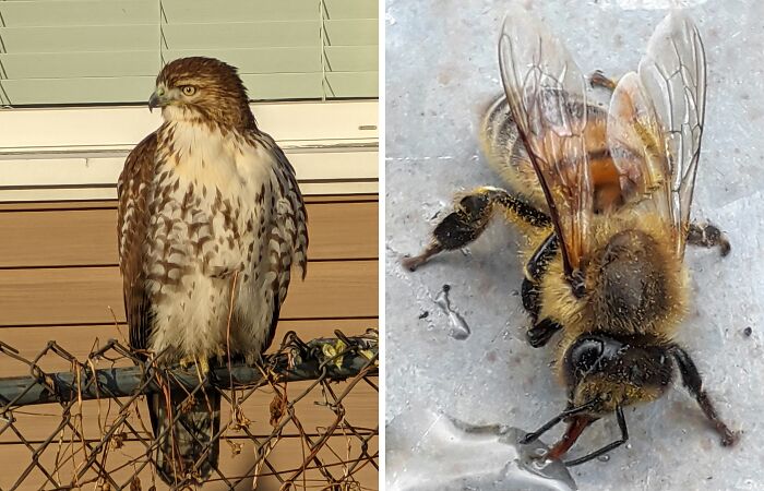 Hey Pandas, Show Us The Best Animal Picture You Took (Closed)