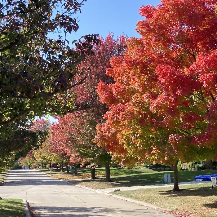 Hey Pandas, Post Your Favorite Picture Of Autumn Leaves! (Closed)