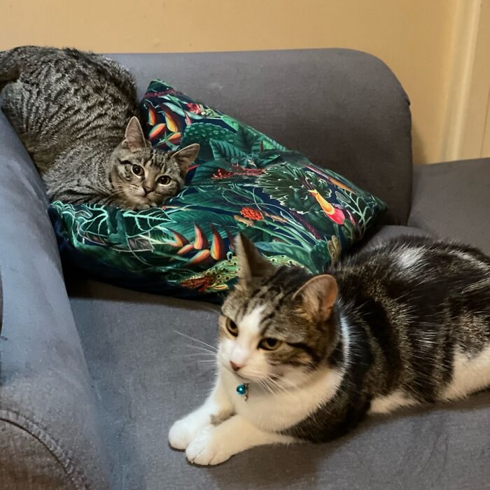 My Kitties Make Me So Happy (5 Pics)