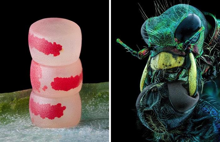 Here Are The Best Microscopic Photos, As Announced By The Nikon Small World Photomicrography Competition 2022 (35 Pics)