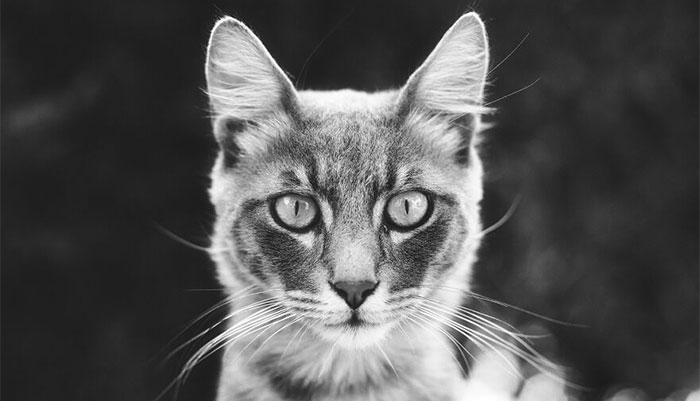 “I Take Pictures Of Stray Cats In Hopes To Touch Your Souls And Inspire You To Feed Your Local Cats” (14 New Pics)