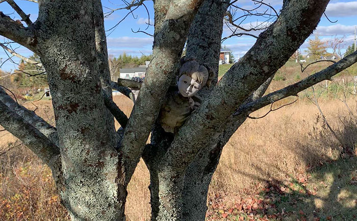 Newly Married Couple With Newborn Buy House Out In The Countryside. Find This In A Tree Day Before Halloween