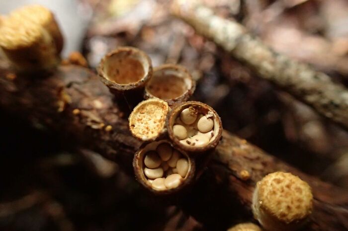 Crucibulum (Brid's Nest). Dunedin, New Zealand