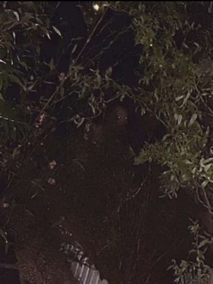 Cursed-Images-Twitter