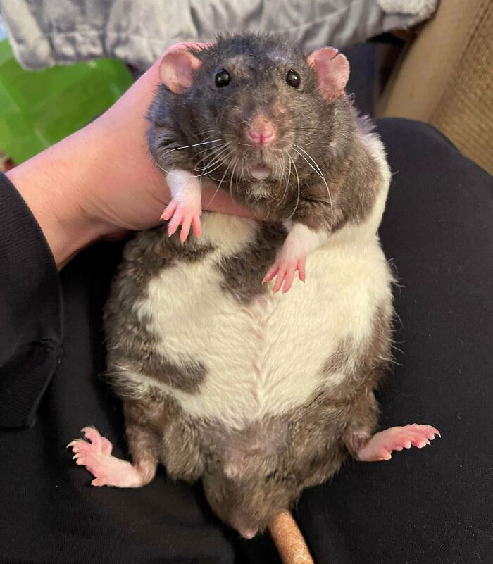 My Boy Brody Is 1.5 Rat Units