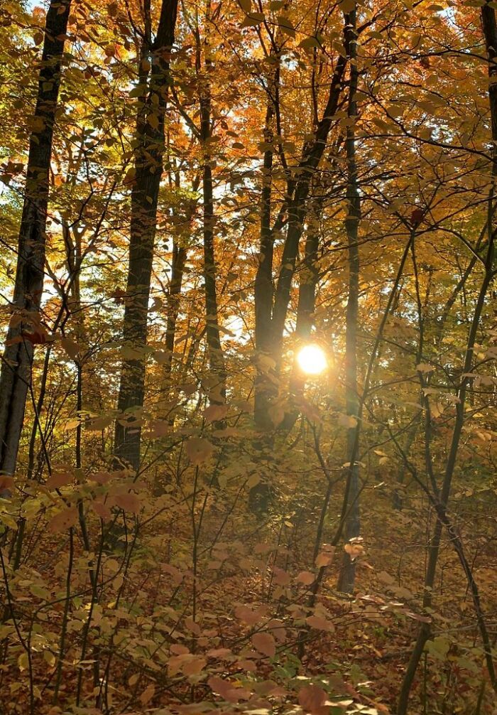 This Is A Forest Near Home. Love Watching The Colors Change Every Autumn