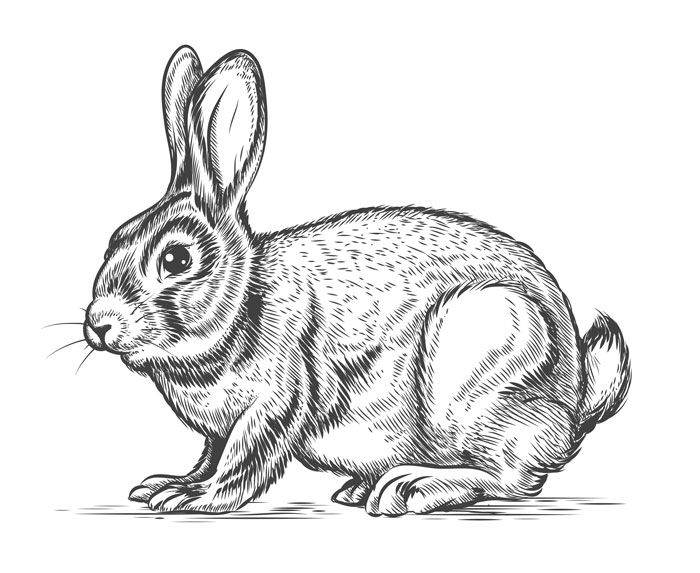 Detailed rabbit sketch as a creative drawing prompt.