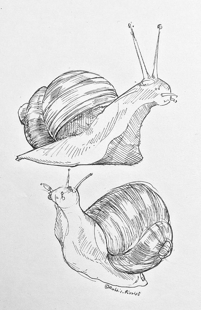 Two detailed sketch drawings of snails with spiral shells, inspiring creative drawing prompts.