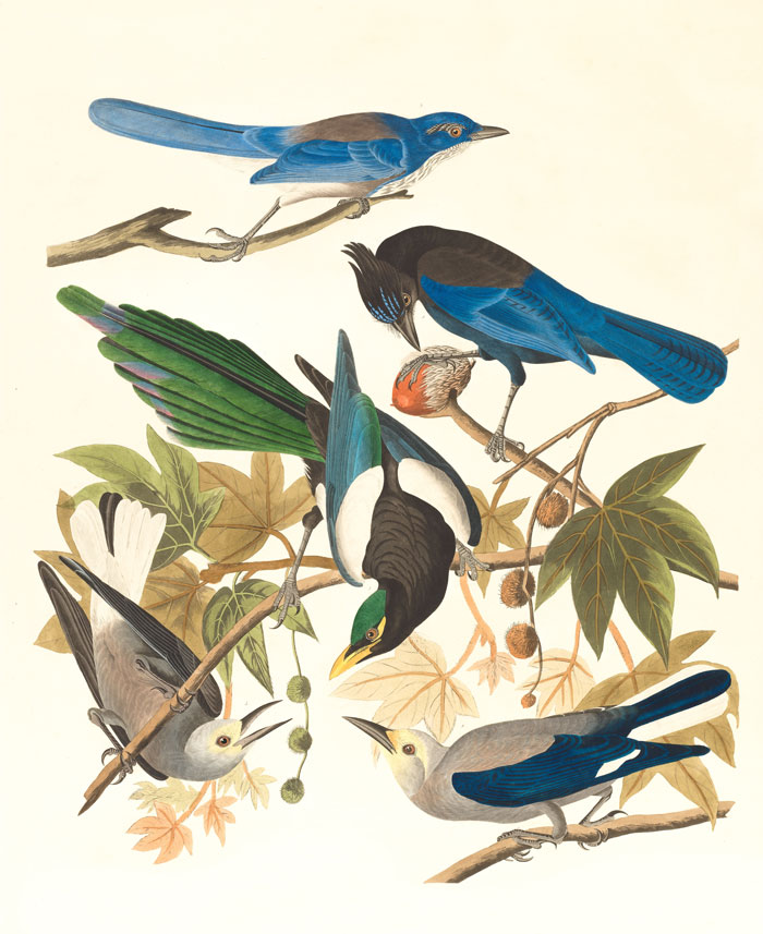 Colorful birds perched on branches, showcasing drawing prompts for creative inspiration.