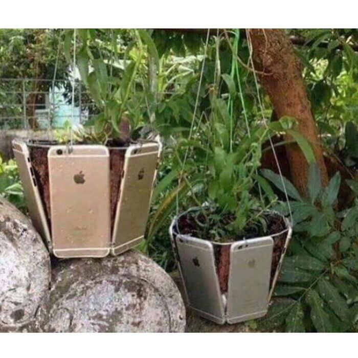 Trying To Grow An Apple