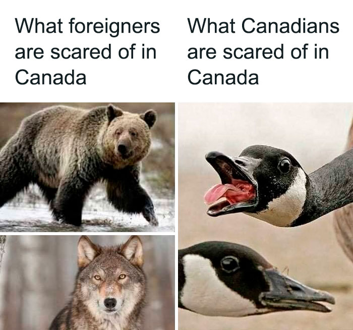 Canadian life meme comparing wildlife fears: bears and wolves versus aggressive geese.