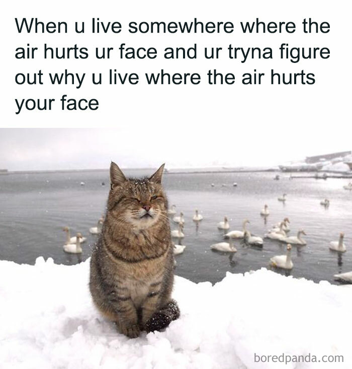 Cat sitting on snow with geese in background, capturing a humorous take on life in Canada.