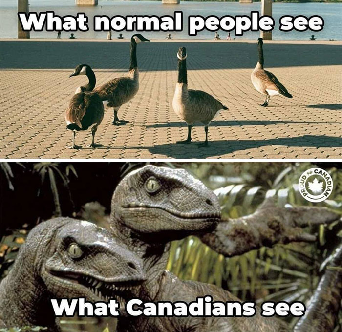 Canadian geese meme humorously comparing geese to dinosaurs, highlighting Canadian life.