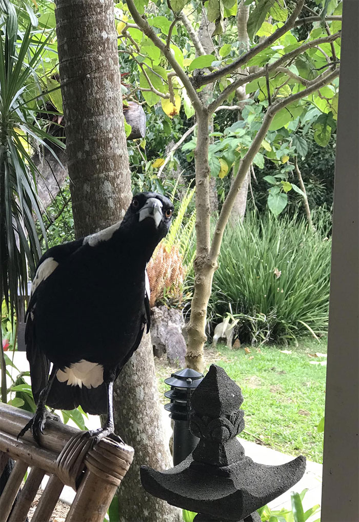 Disculpa. ¿Dijiste algo?