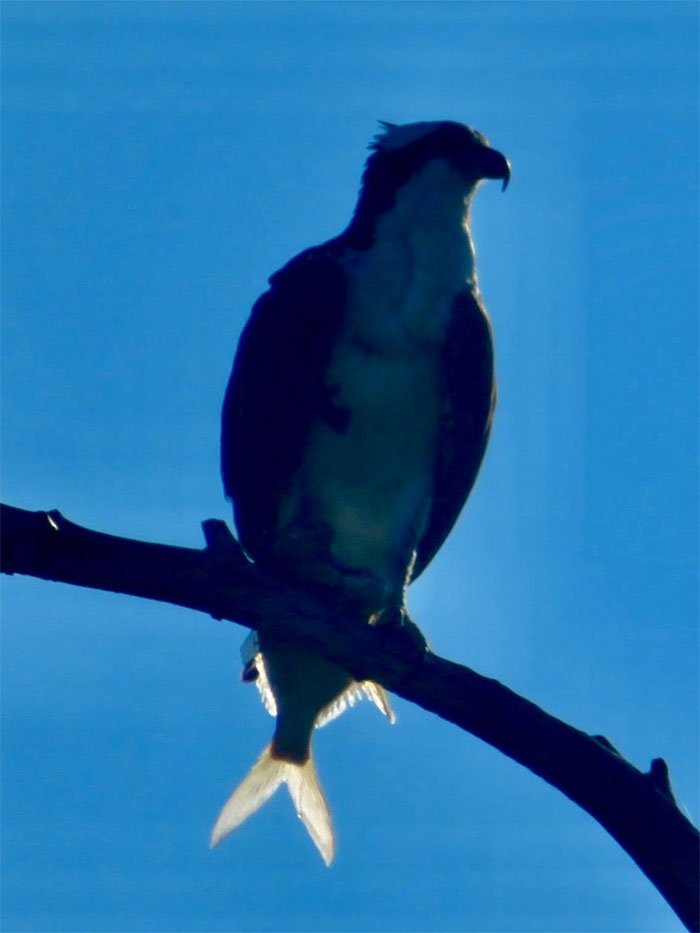¡El águila cola de pez rara vez vista!