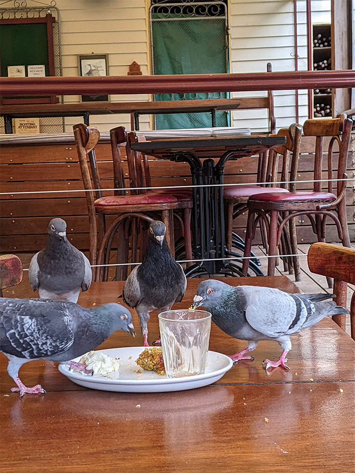 ¡Los pájaros se comen (¡lo que queda!) mi delicioso pastel!