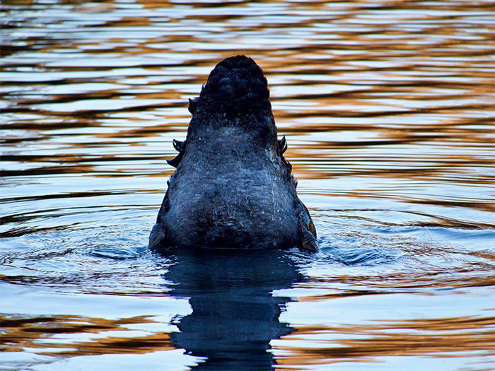 Shark!! False Alarm, Just A Swan Butt