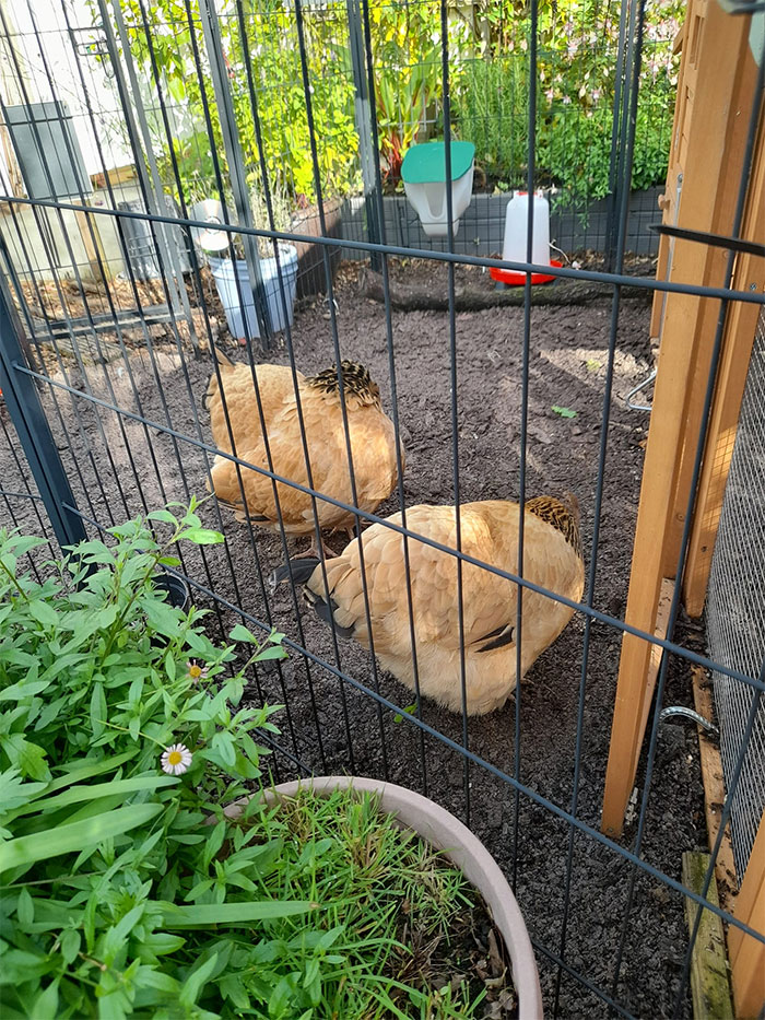 My Headless Chickens. Looking A Bit Like Rugby Balls With Ugly Little Legs. I Love 'Em 