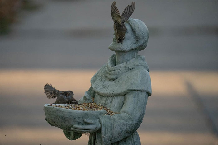 Allow Me To Present The Reverent House Sparrow