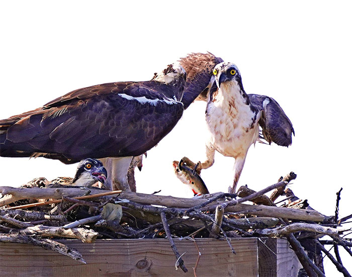 "Yo llevo los pantalones en esta familia, y no lo toleraré", cacareó Charles. Pero él *estaba* de pie... Y *no* llevaba pantalones...