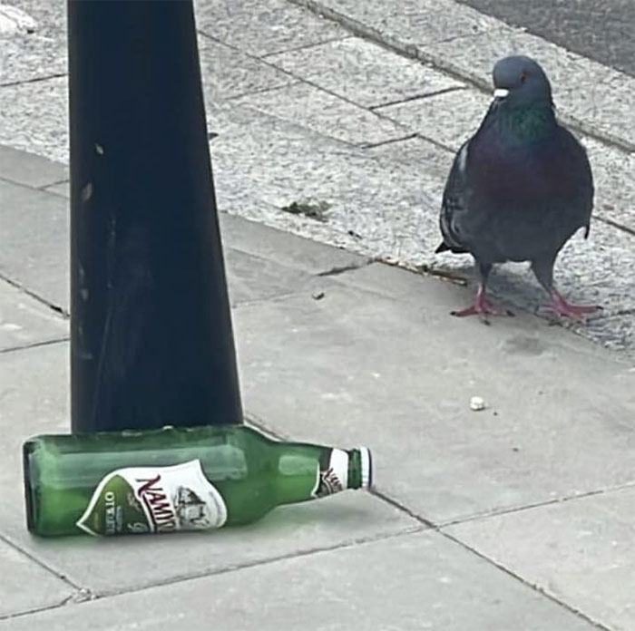 Birds Have Problems Too