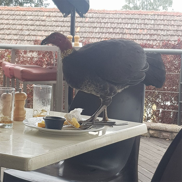 Odd Looking Bin Chicken Haha