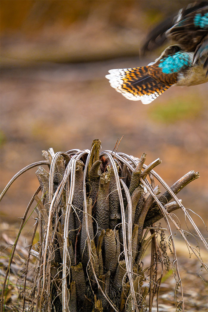 The Kookaburra Is Such A Graceful, Peaceful And Trusting Bird, As I Slowly Get Closer, And Press