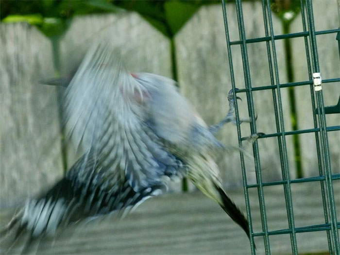Y ahora, en las noticias locales, un comedero vacío hace que el pájaro carpintero de vientre rojo del patio trasero entre en una rabieta de plumas, literalmente "volteando el pájaro" a la dueña de casa, mientras ella toma una foto del evento. Los detalles de esta historia son un poco borrosos