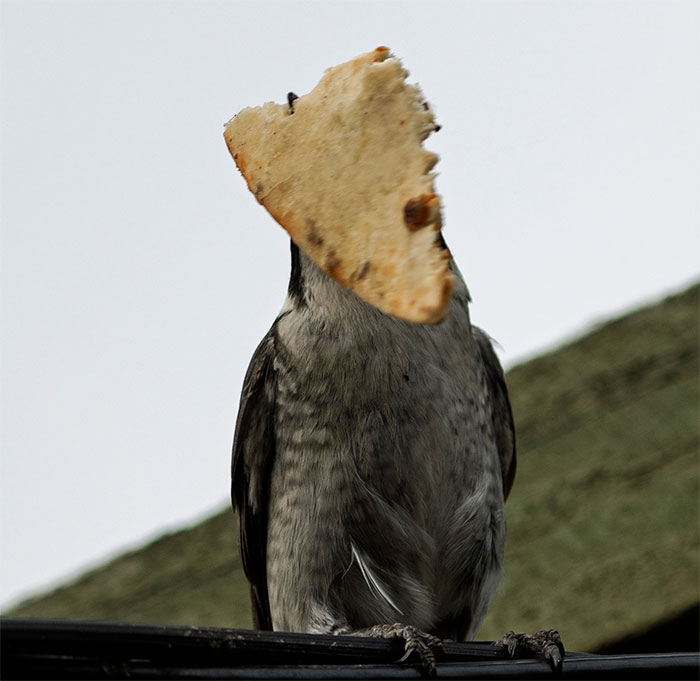 It's Usually A Butcher Bird