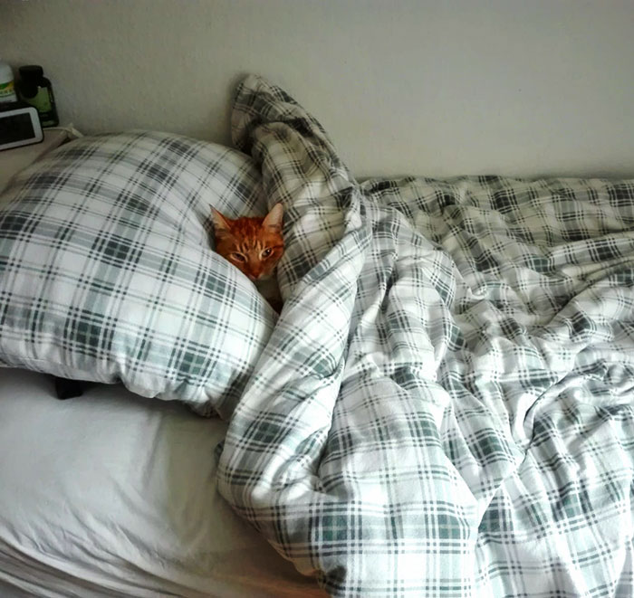 Me olvidé de encender la calefacción por la mañana. Llegué a casa y me encontré con esto