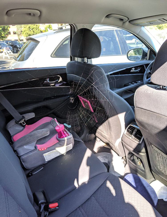 I Left The Car Window Cracked Overnight, Woke Up To This