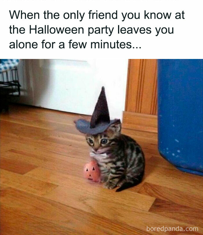 Kitten in witch hat with pumpkin, capturing a hilarious Halloween moment.