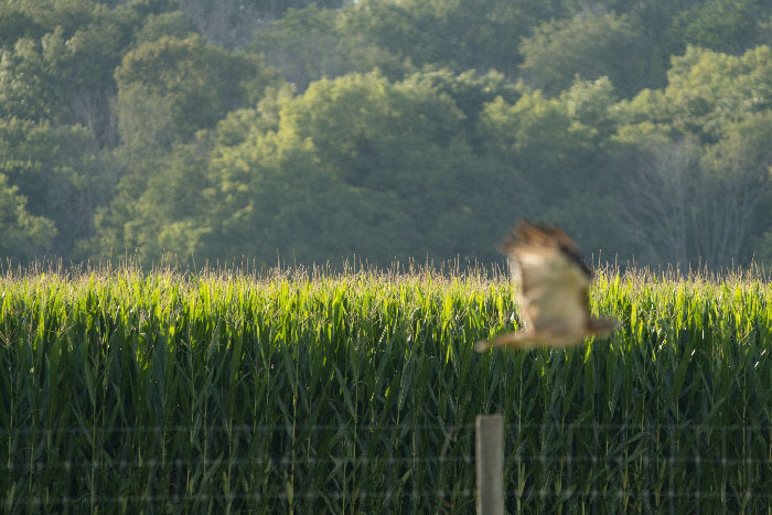 $4000 Camera With Bird Eye Detection $2500 600mm Lens Useless Photographer? Priceless