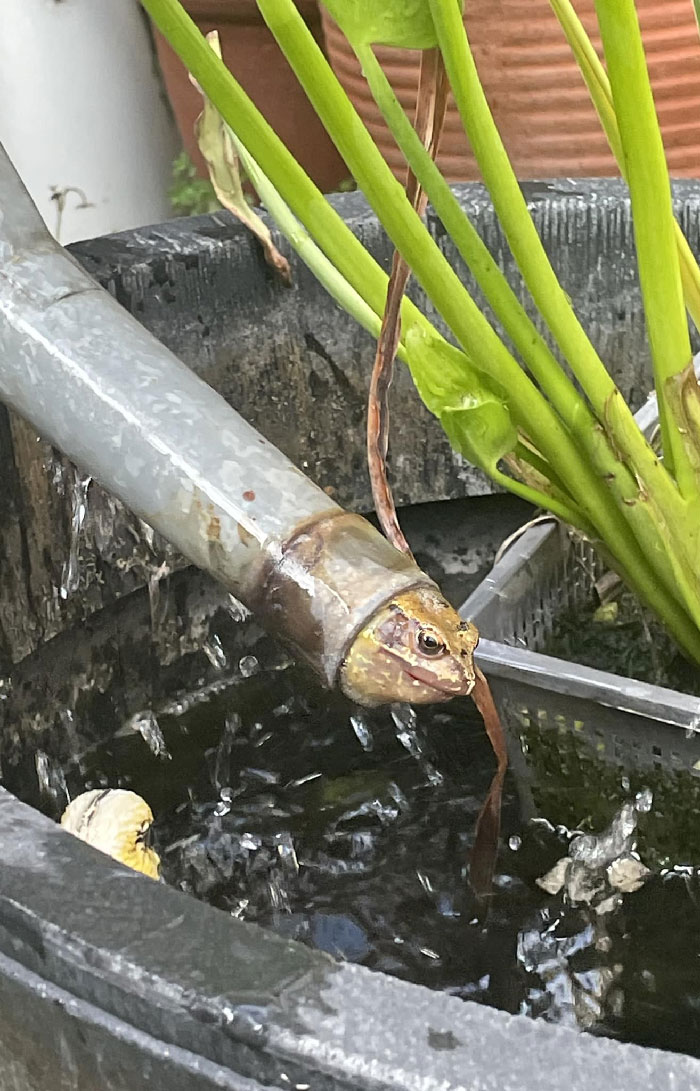 He Was Unhappy At The Indignity Of It All…