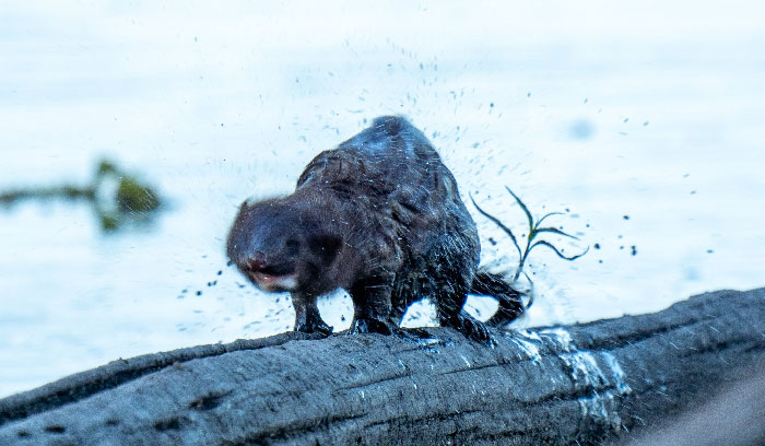 It's Wildlife. It's A Photo. It's Definitely Cr*p