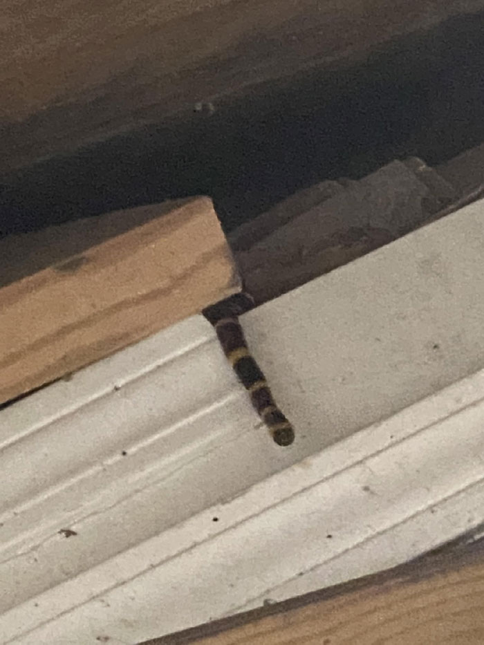 Texas Coral Tagged My Baby Toe. Here He Is Is Waiting For Me To Dead. Lucky For Me I’m Not Dead… In The Hospital Tho Because Snek = Lotta Pain