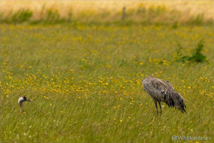 I Wanted To Show My Girlfriend How Graceful And Handsome The Common Cranes Are.... Let's Just Go See Them Another Day