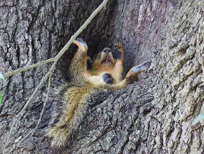 This Little Guy Takes A Nap In The Same Spot Every, Single Day (And In Another Tree But He Loves This Nook)