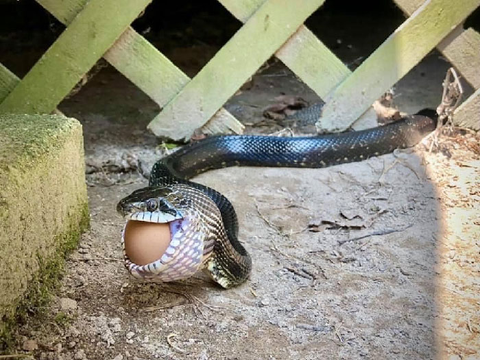 Egg Thief. My Kids Named Him Quiche So I Guess He’s A Pet Now 