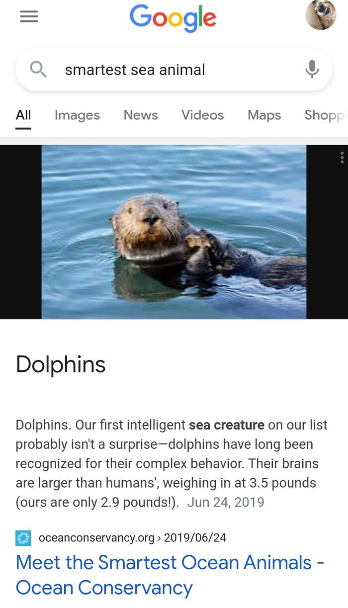 It's In The Water, It's A Mammal, Probably A Dolphin