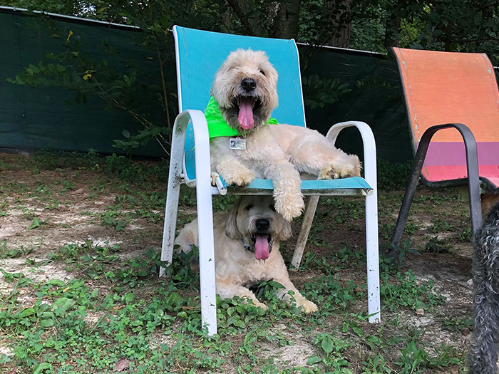 My Dog Met His Cousin At Doggy Daycare