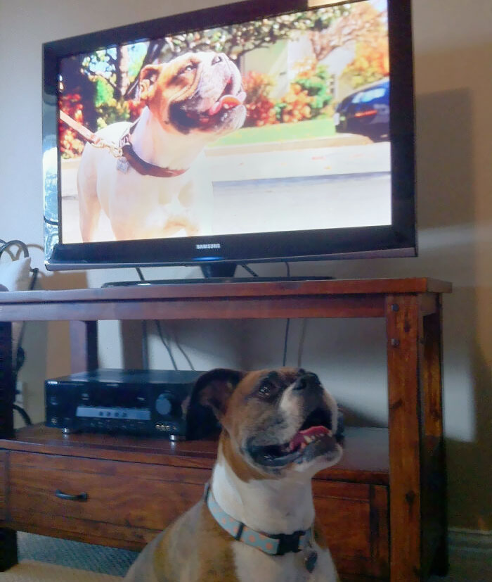 I Think My Dog Has A Doppelganger