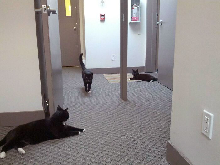 I Saw A Post The Other Day About Visiting Cat Doppelgangers. My Tuxedo Cat And His Tuxedo Neighbors