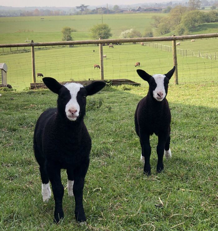 Nuestros corderos idénticos