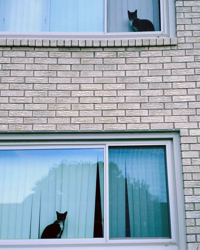  El doble de mi gato vive en el piso de arriba