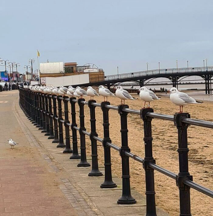 Esto no se ve todos los días