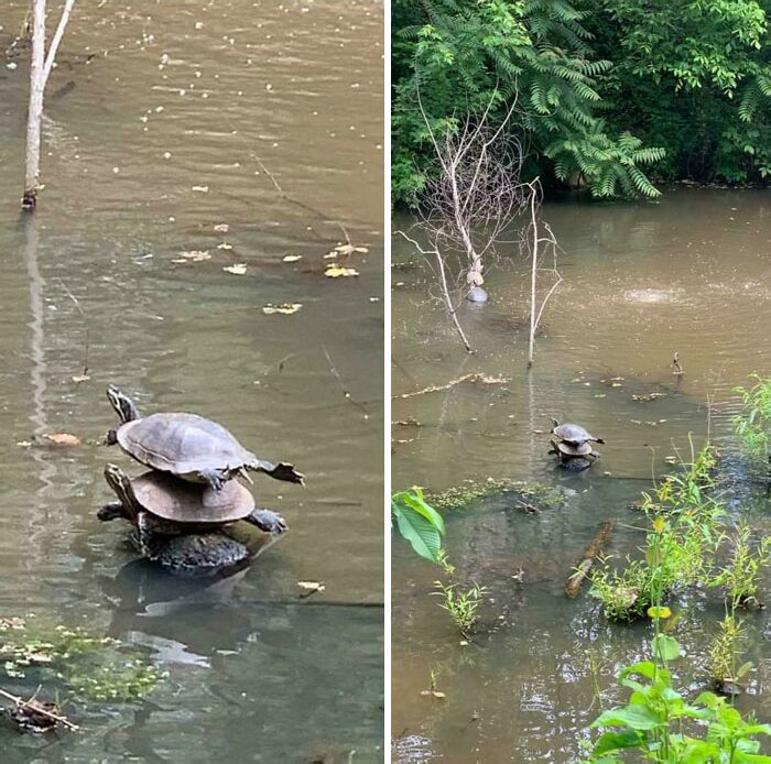 He visto mucho de la vida silvestre esta primavera, pero esto se lleva el premio