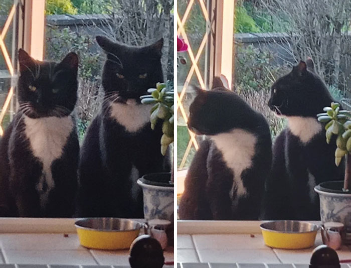 Estos 2 gatos llegaron cuando eran callejeros y con varios años de diferencia. A veces los llamo Copiar y Pegar