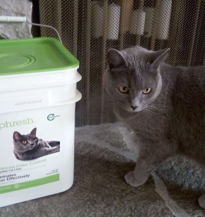 Meet My Kitty, Luna, With Her Litter Model Doppelganger